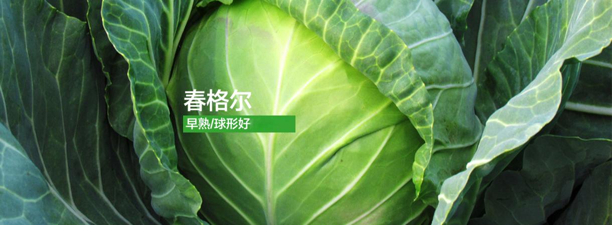 甘藍(lán)春格爾