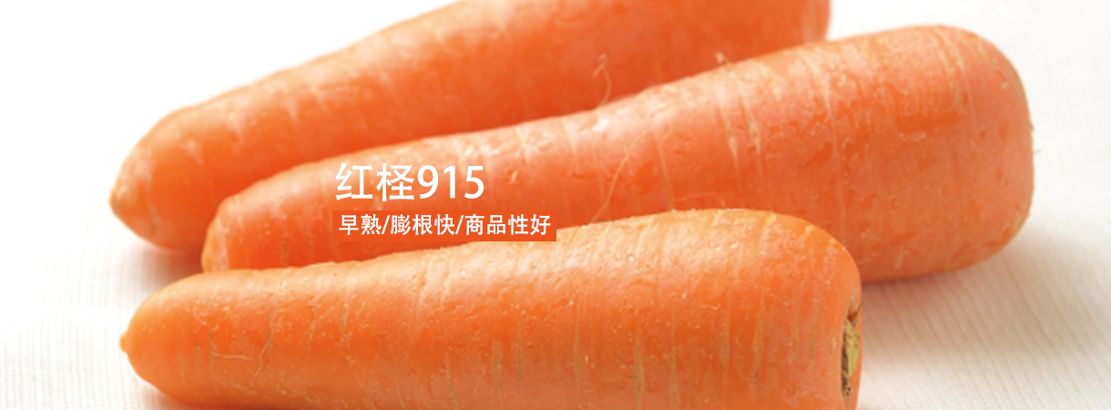 胡蘿卜915